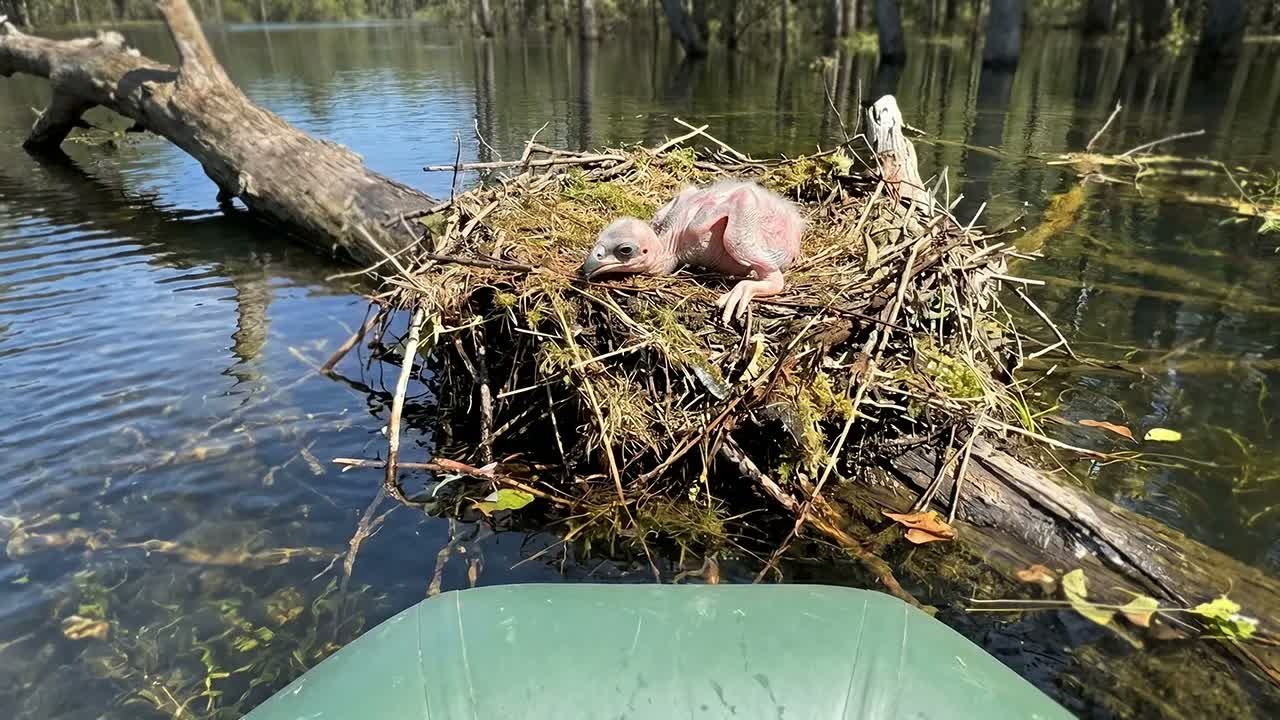 Rescuers Save Baby Bald Eagles From a Flooded Nest