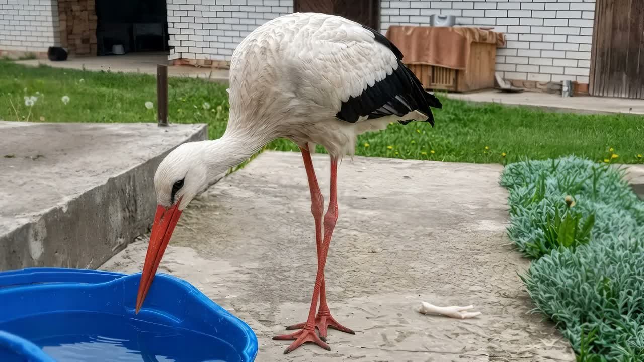 A Wild Stork Knocks on Her Door Every Day