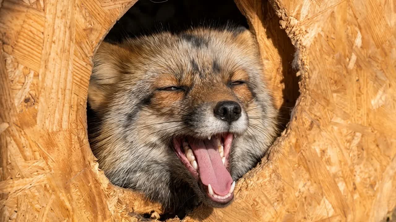 This Rare Fox Was Terrified of Everything - Until She Found a Home
