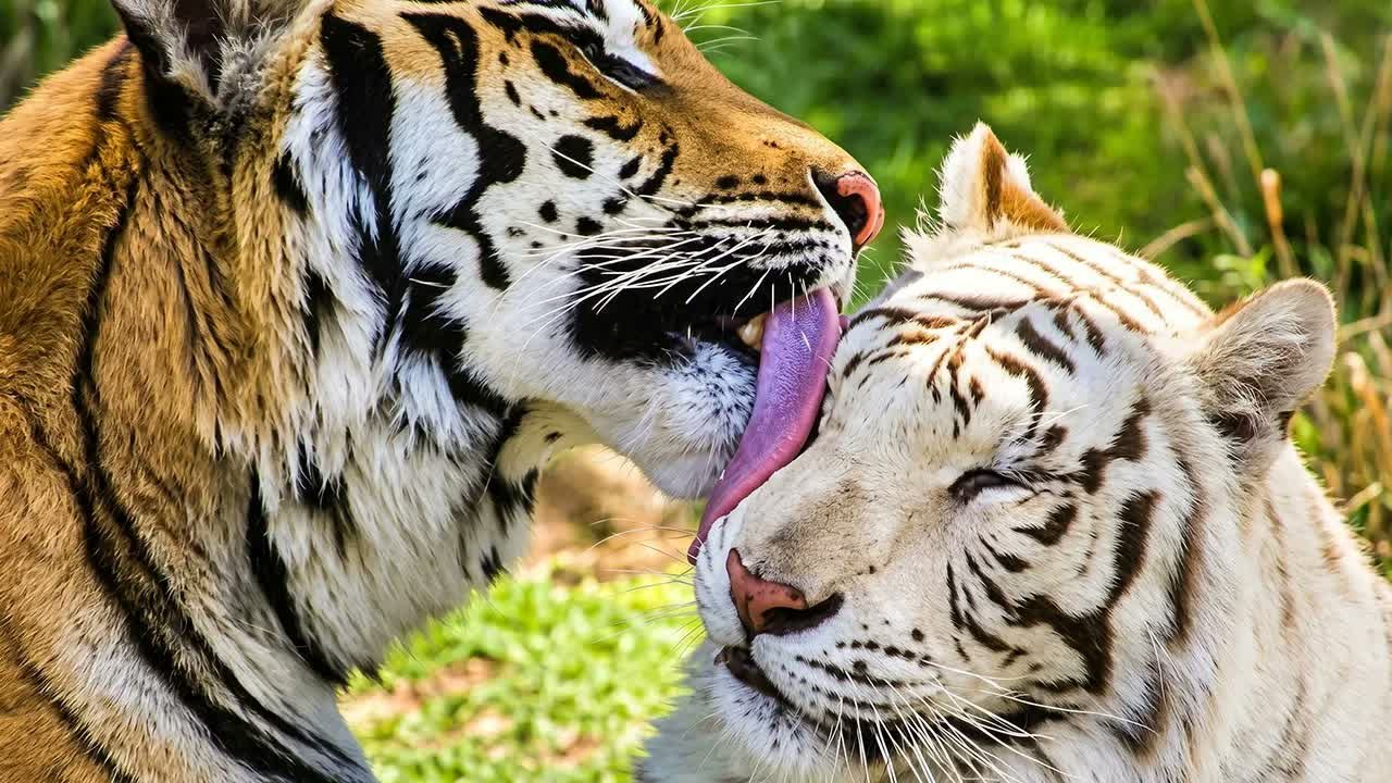 White Tiger Rescued From a Private Owner