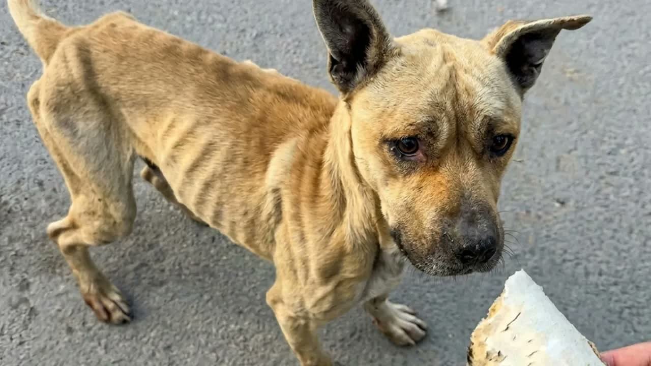 Found a Scared and Abandoned Dog on the Highway